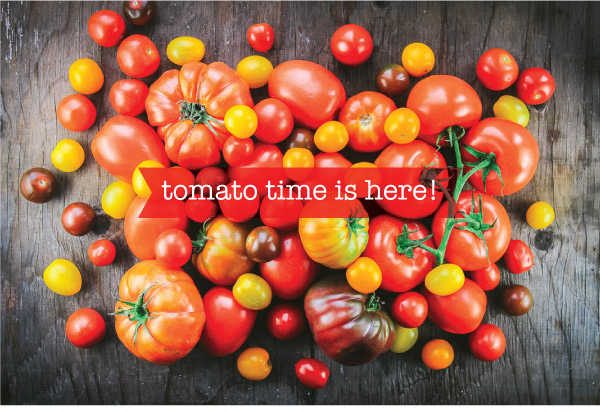 Time for Tomatoes